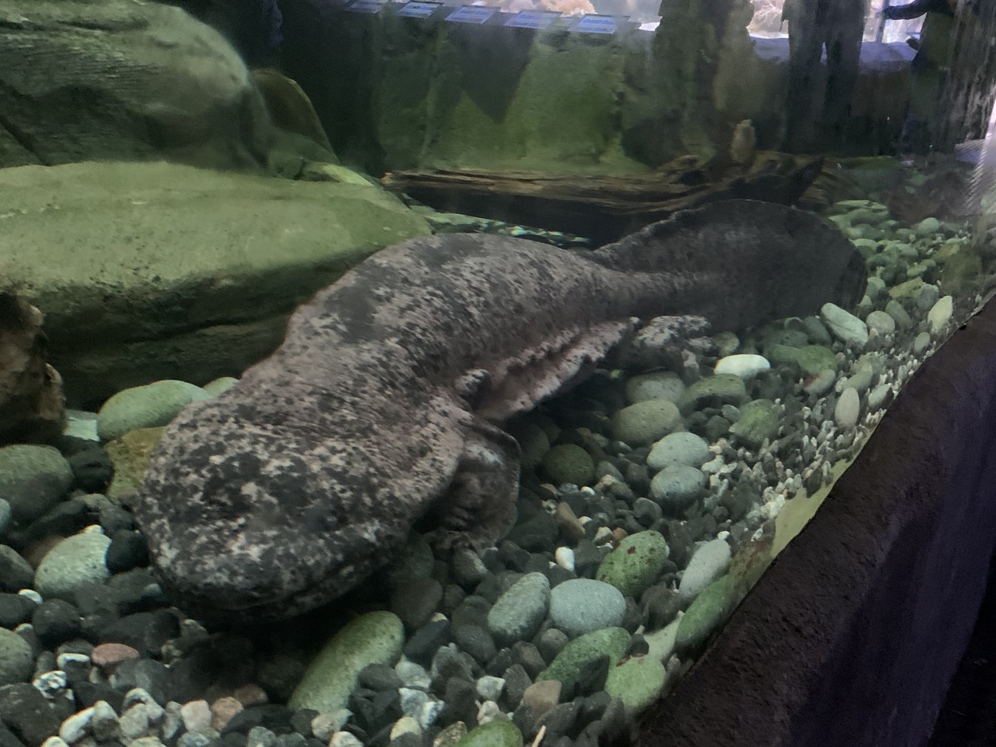Chinese giant salamander