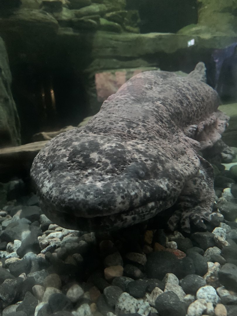 Chinese giant salamander