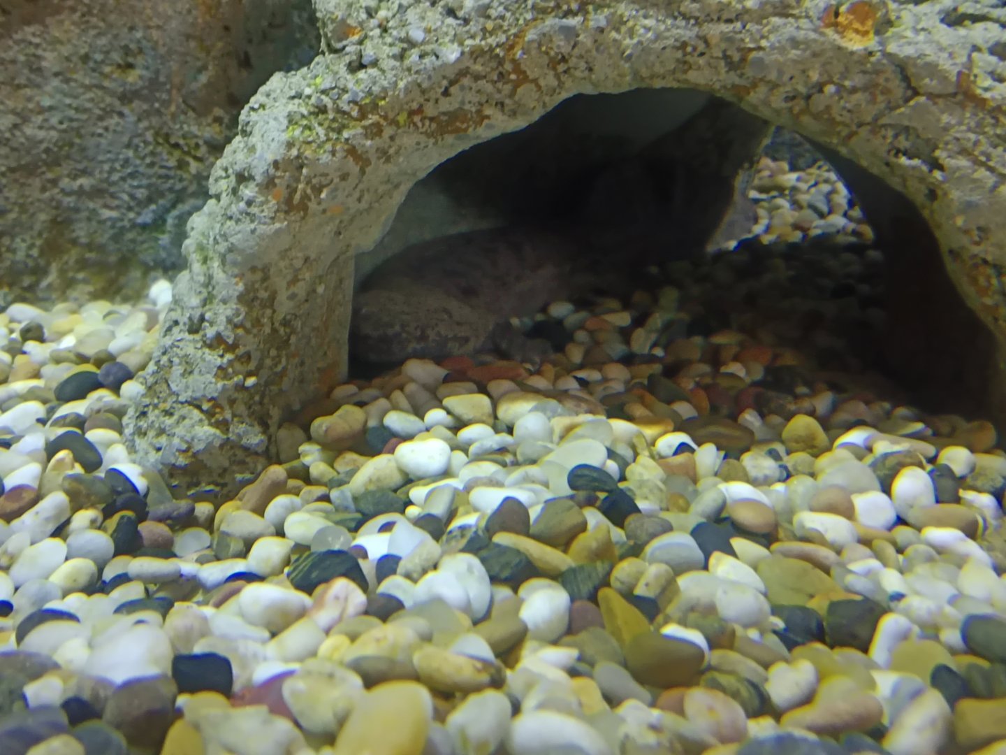 Chinese Giant Salamander