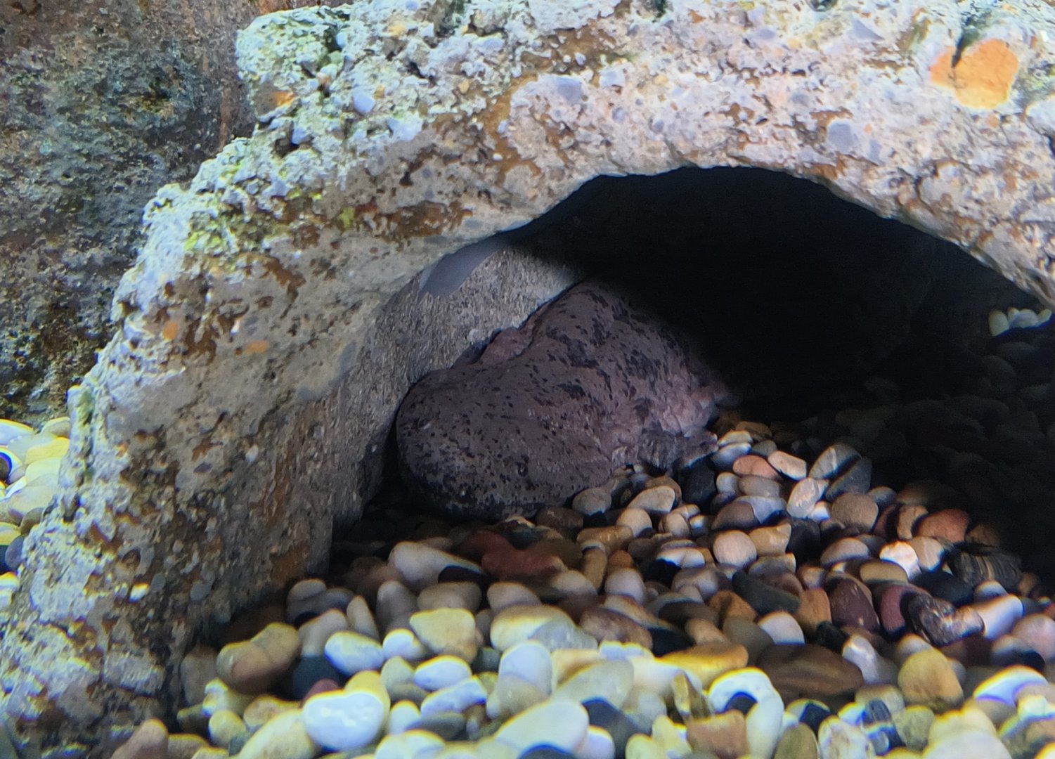 Chinese Giant Salamander