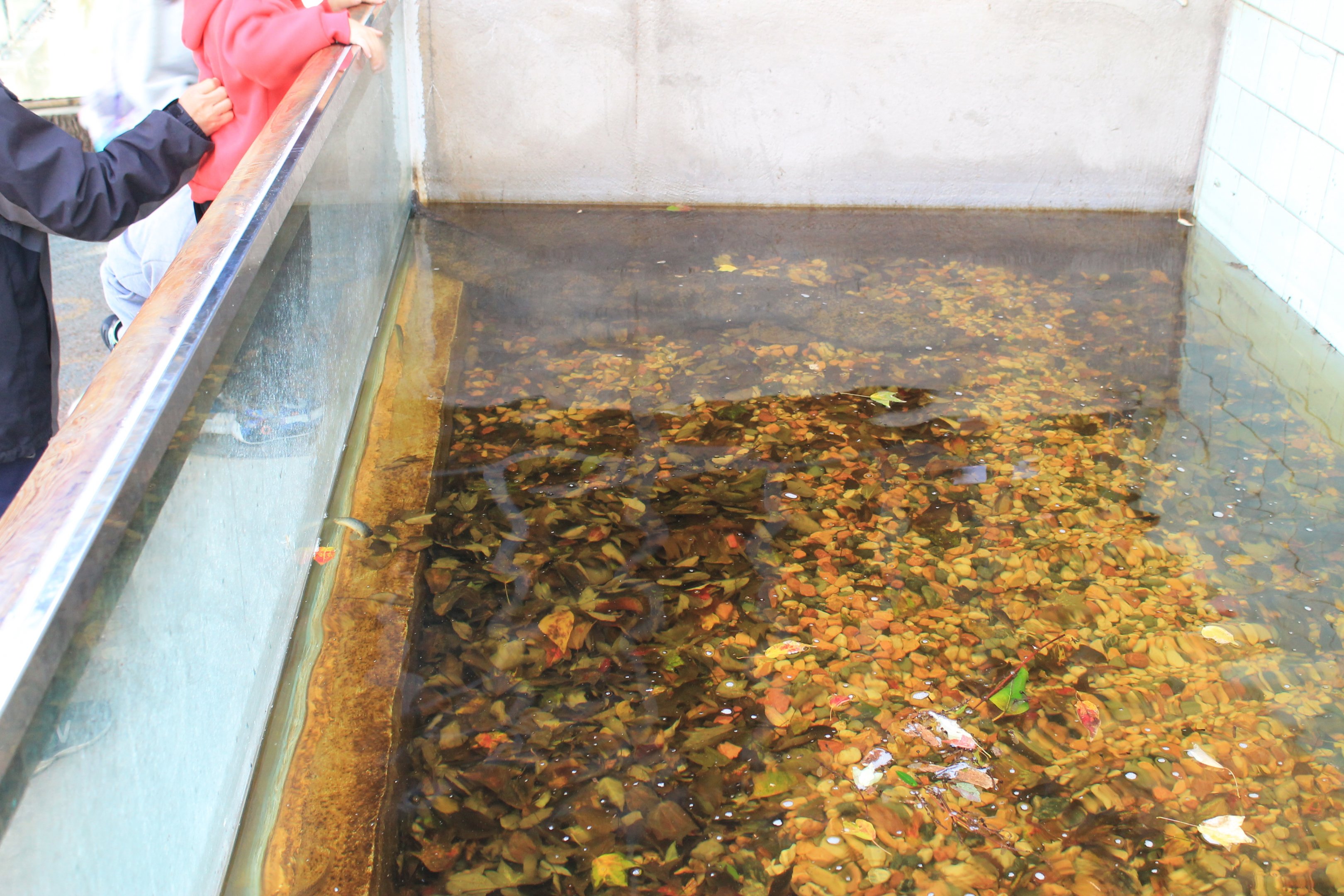 Chinese Giant Salamander