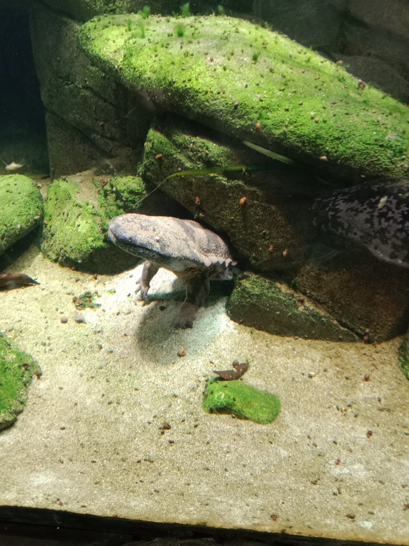 Chinese Giant Salamander