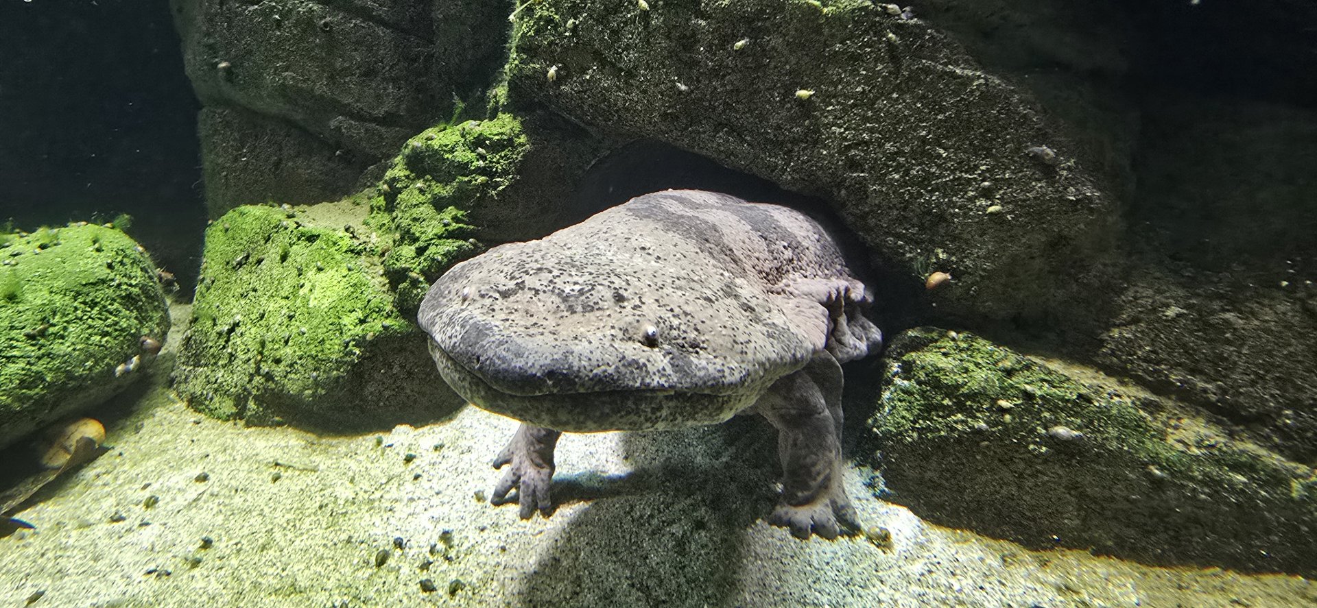 Chinese giant salamander