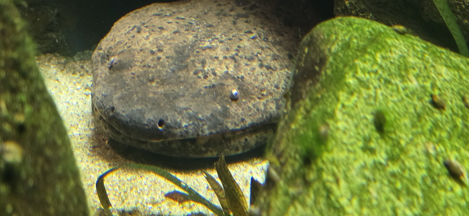 Chinese giant salamander