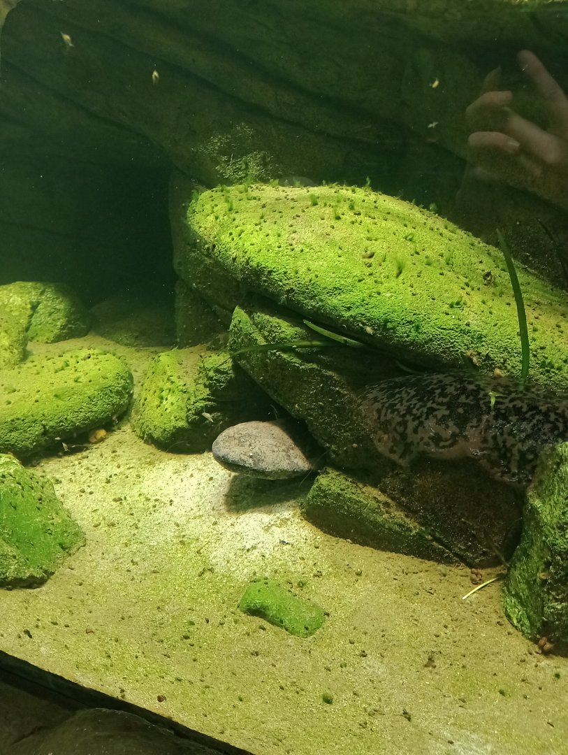 Chinese giant salamander