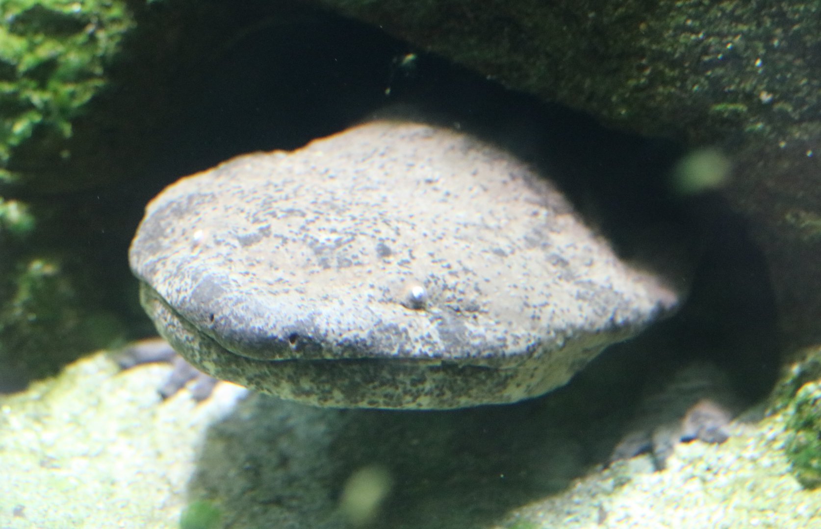 Chinese Giant Salamander