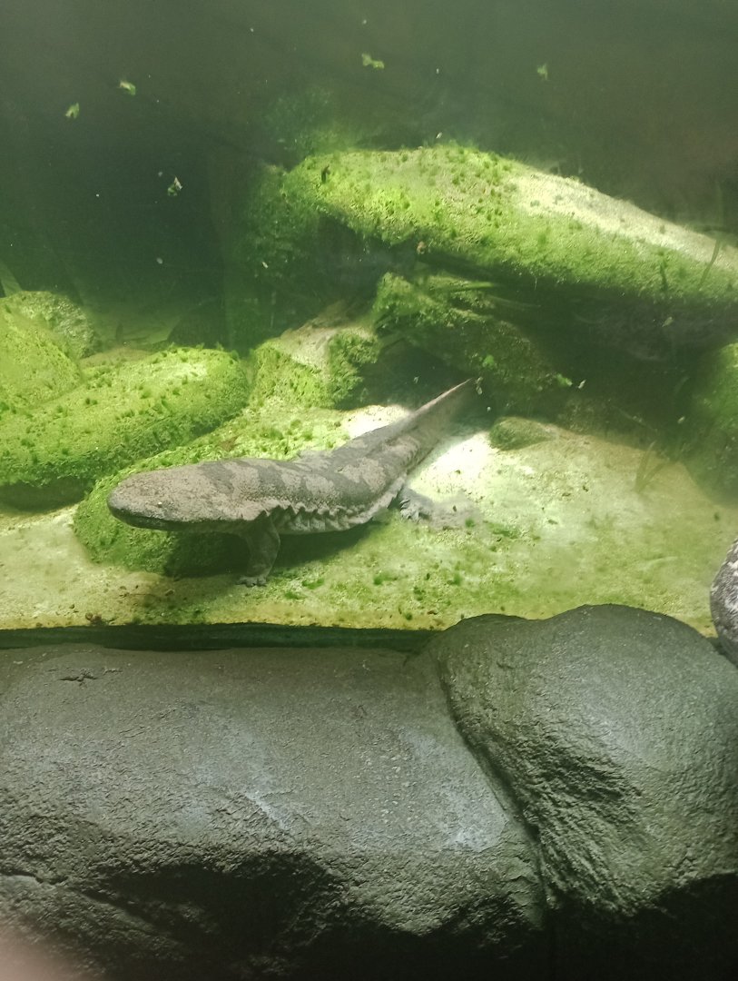 Chinese giant salamander