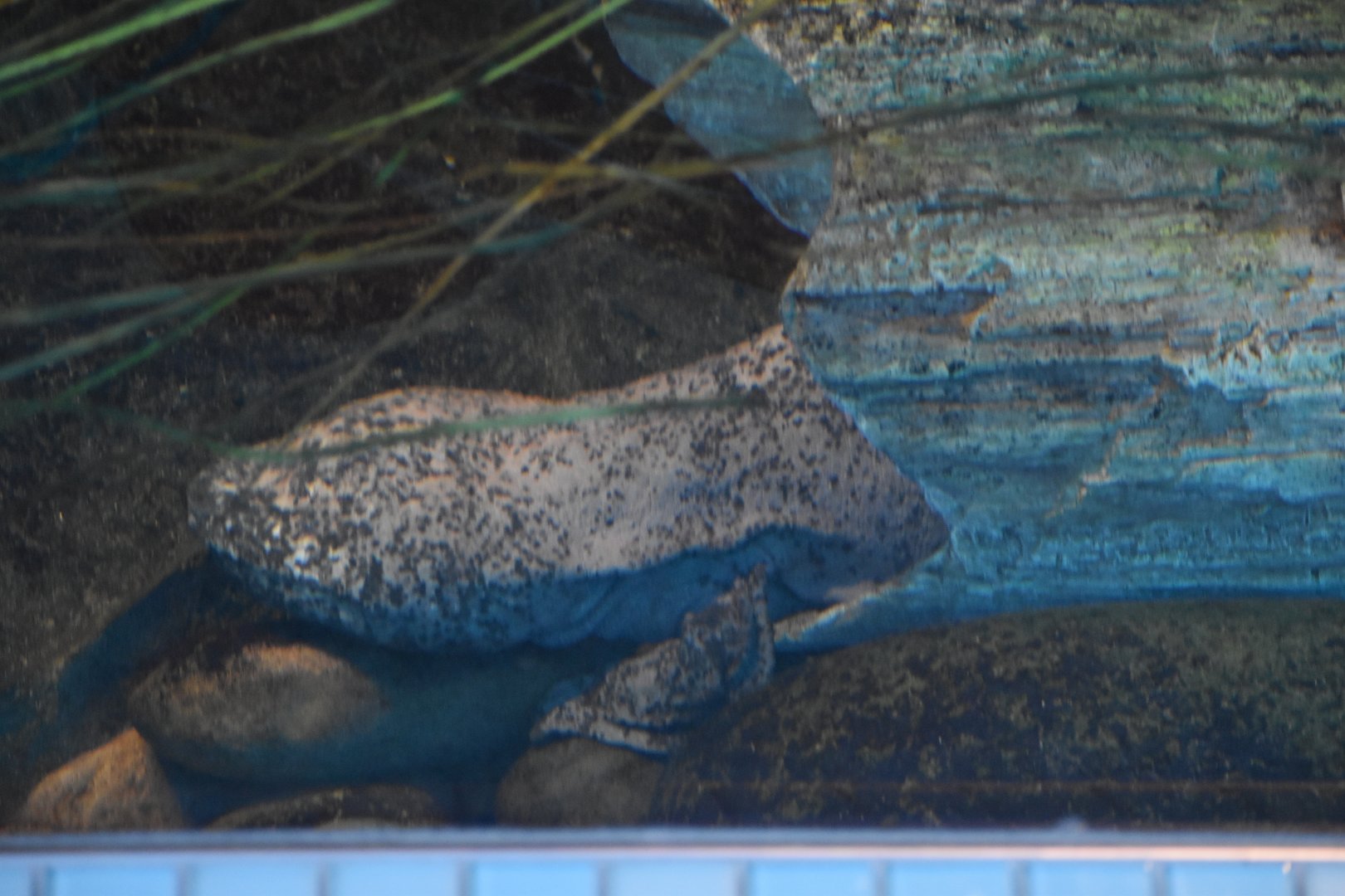 Chinese Giant Salamander