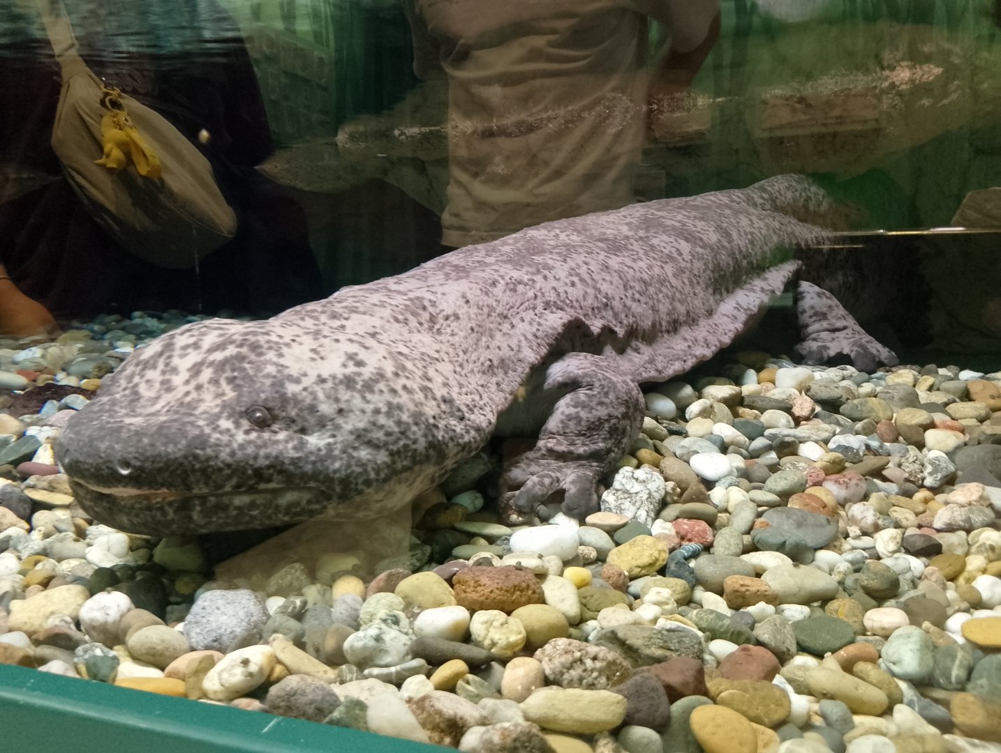 Chinese giant salamander