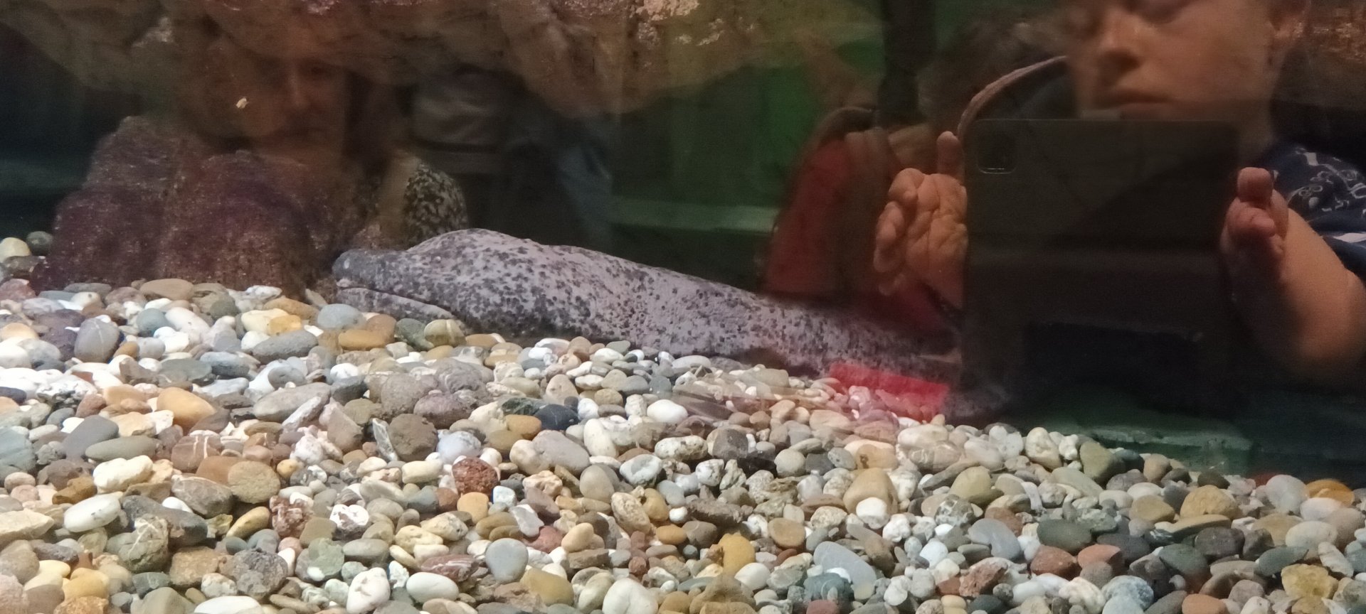 Chinese giant Salamander