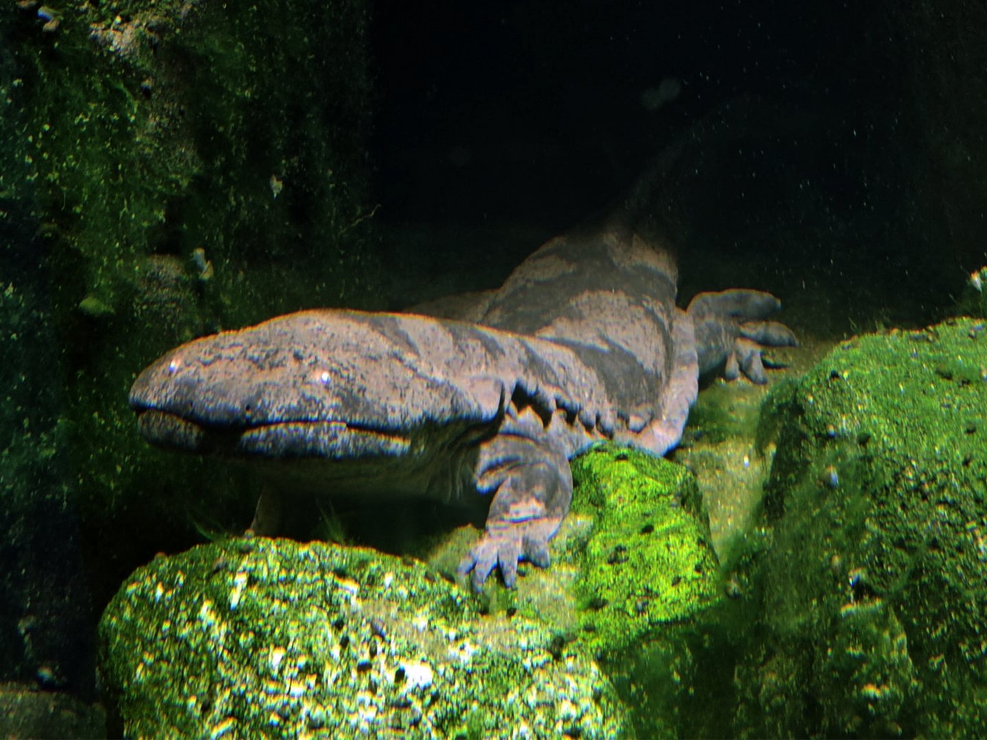 Chinese giant salamander
