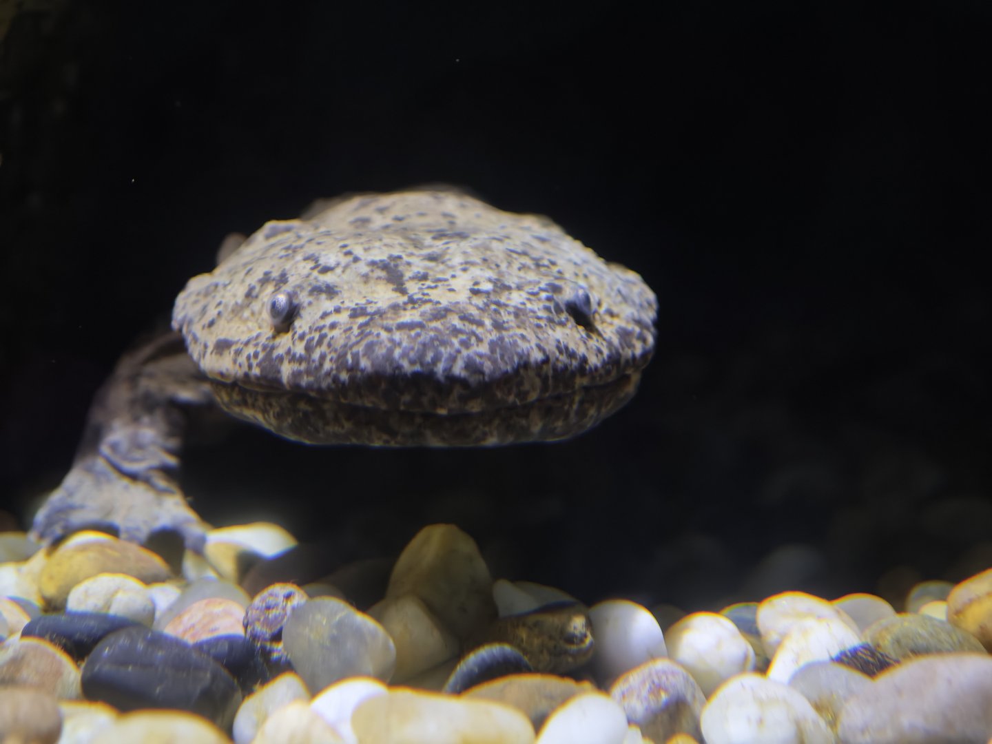 Chinese Giant Salamander