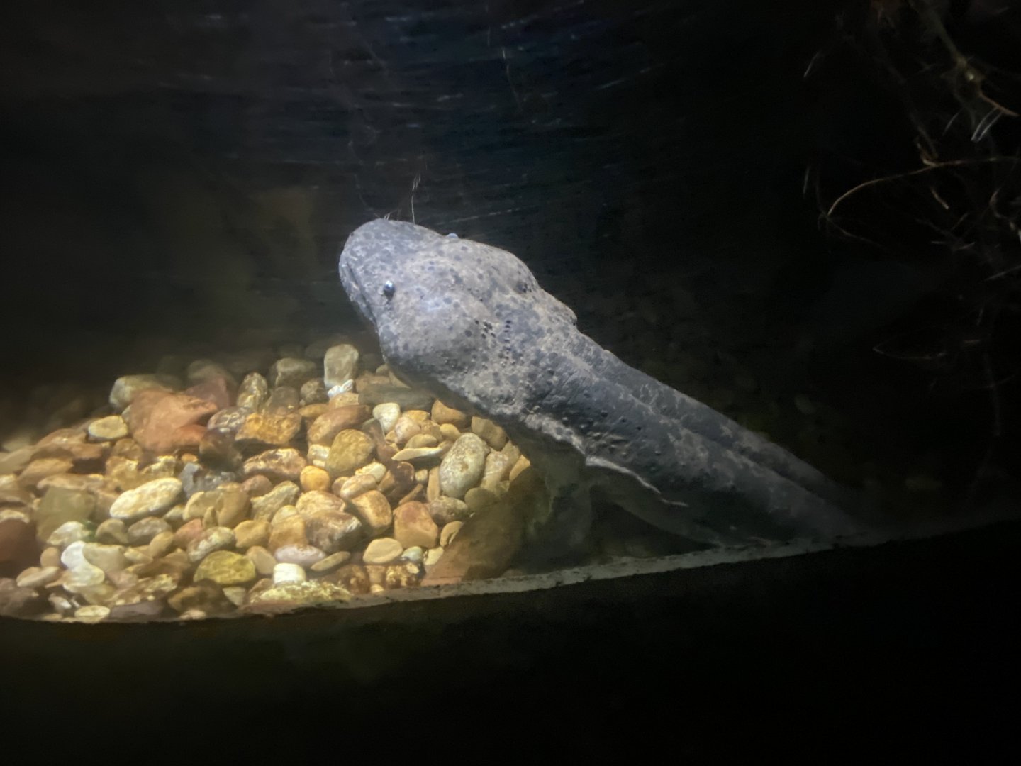 Chinese giant salamander