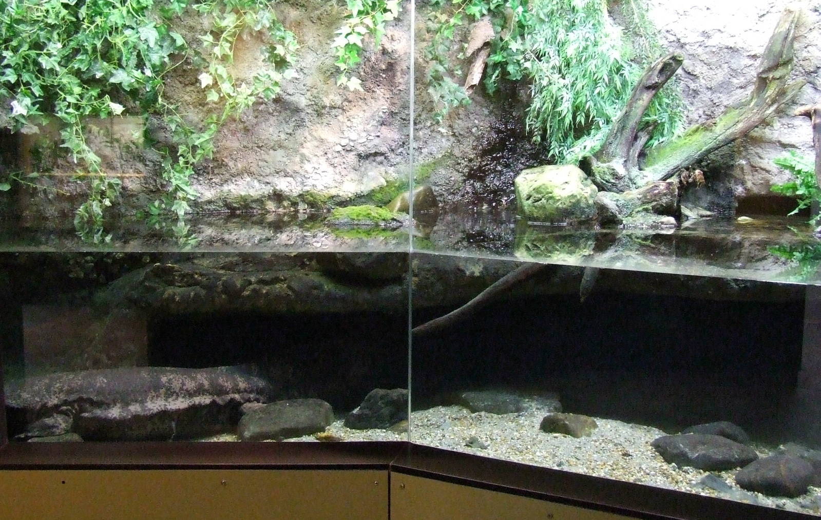 Chinese Giant Salamander