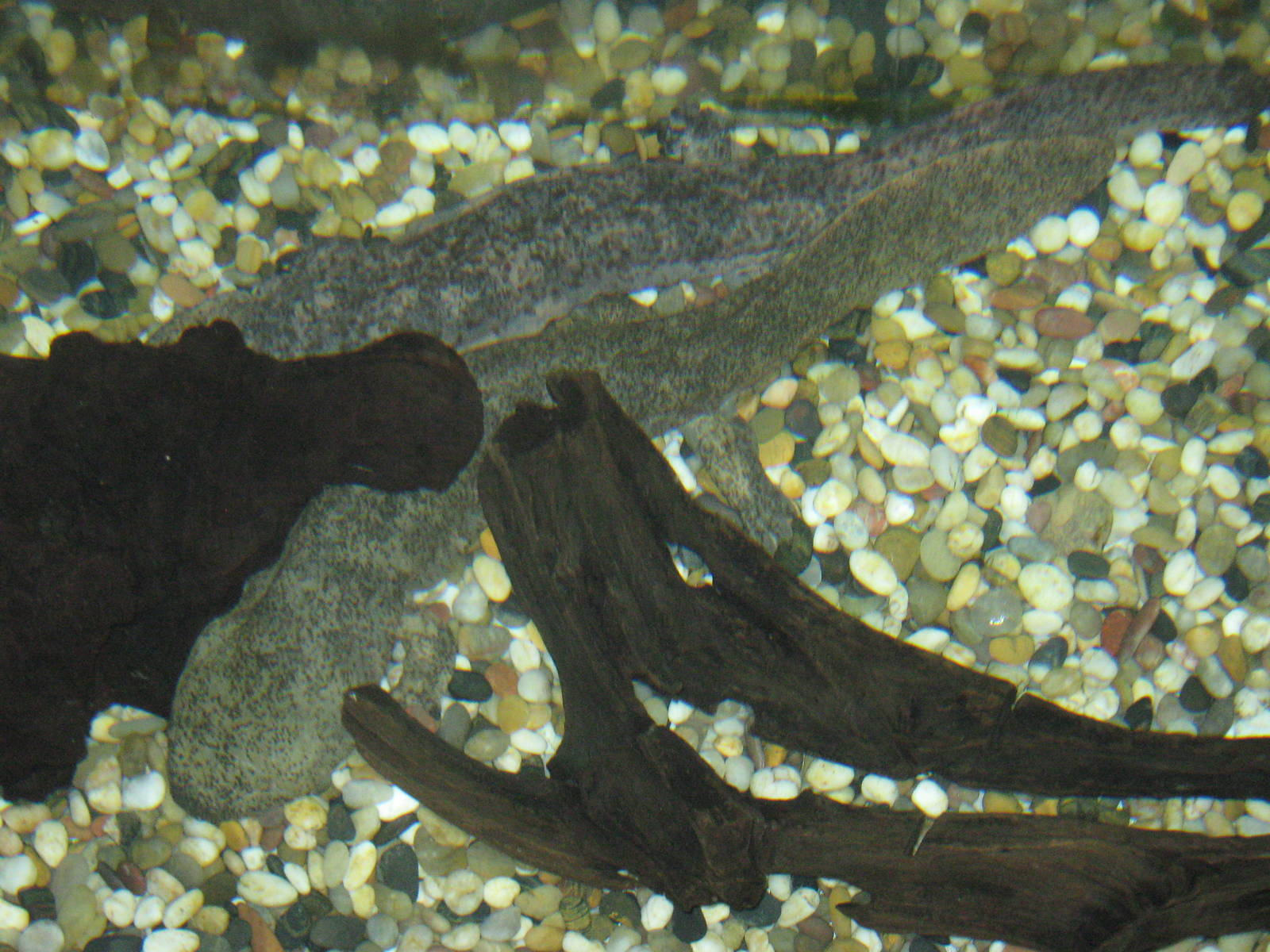 Chinese giant salamanders (Andrias davidianus)