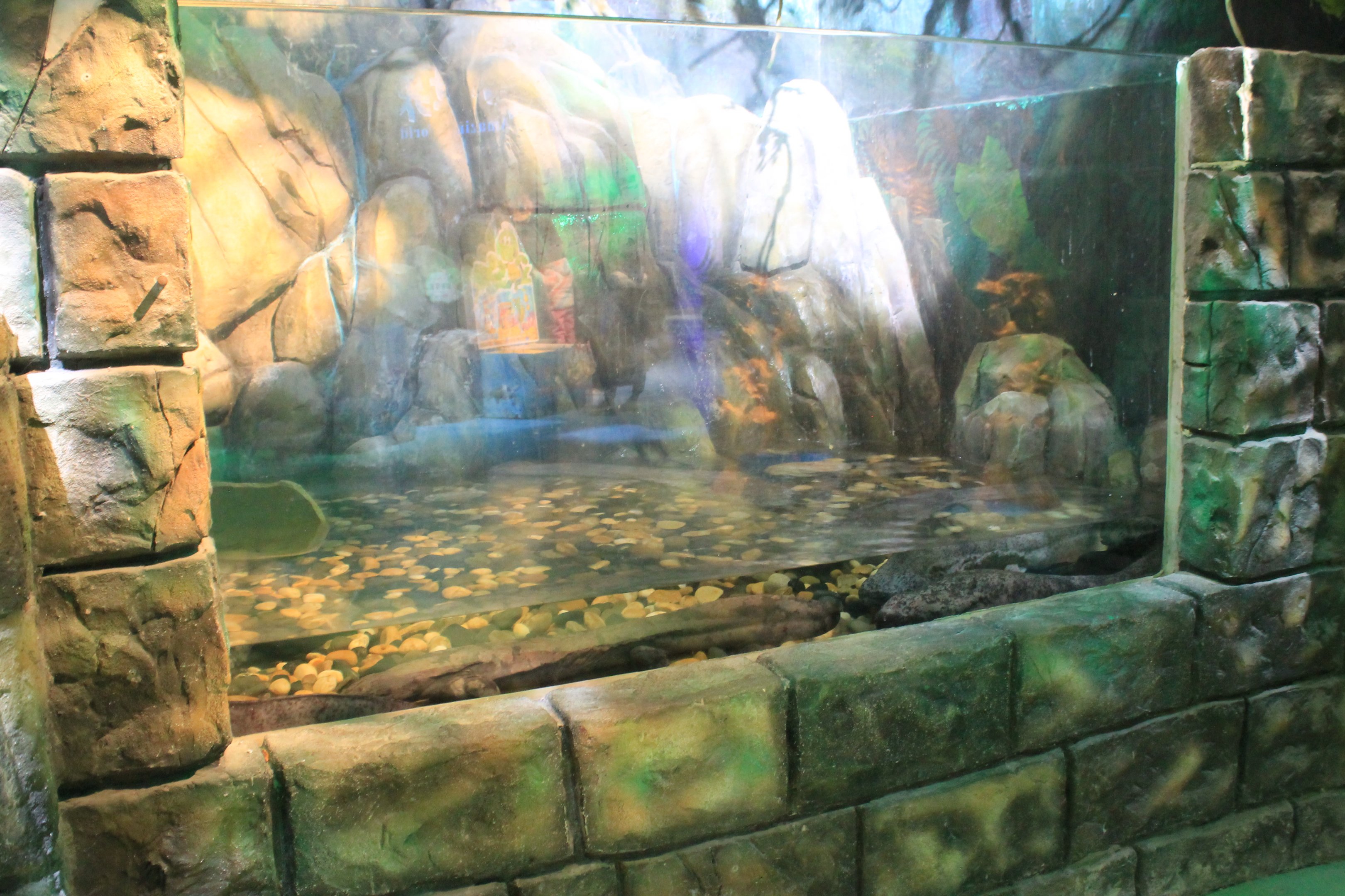 Chinese Giant Salamanders at Fantasy Aquarium, Xi'an