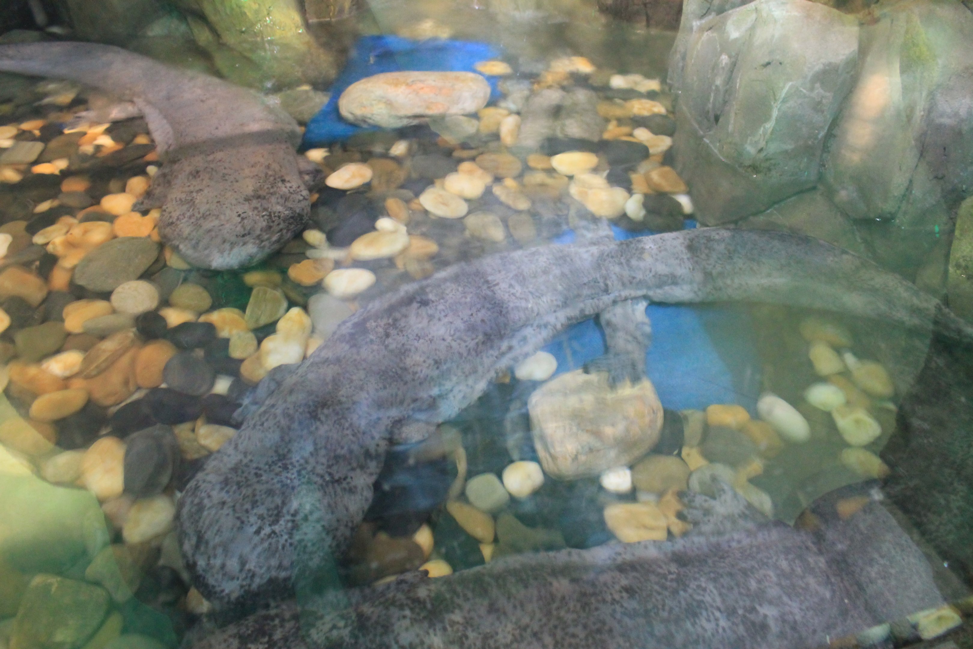 Chinese Giant Salamanders at Fantasy Aquarium, Xi'an