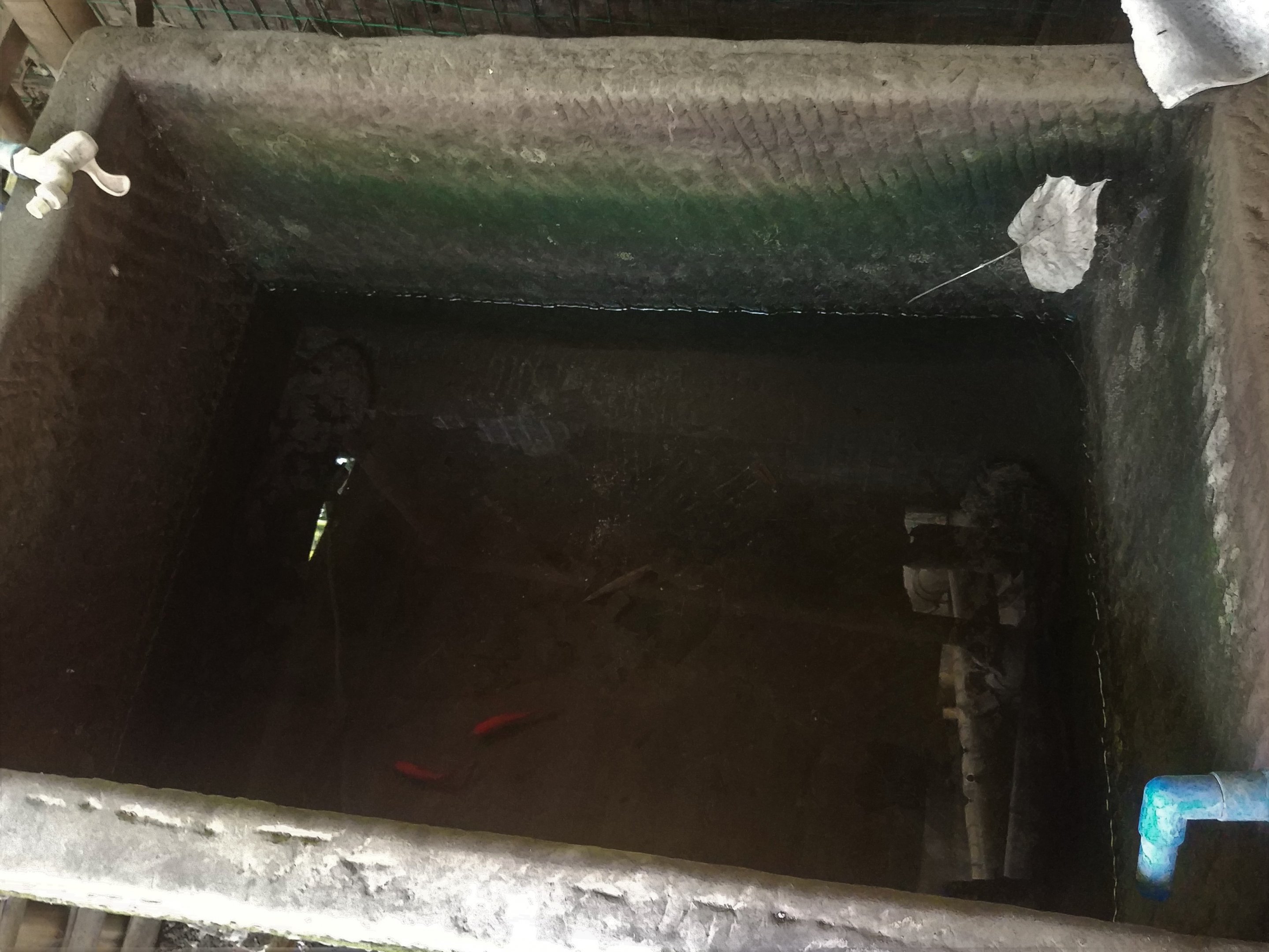 Chinese Giant Salamanders