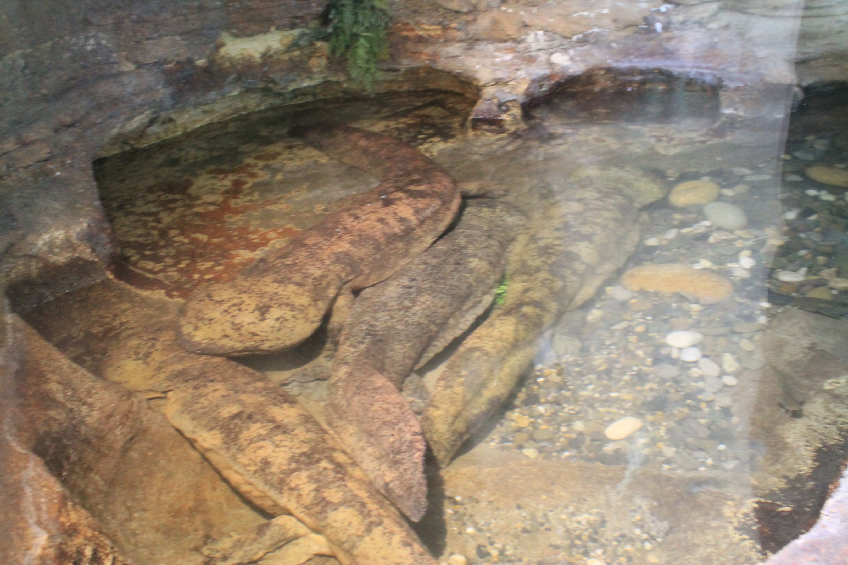 Chinese Giant Salamanders