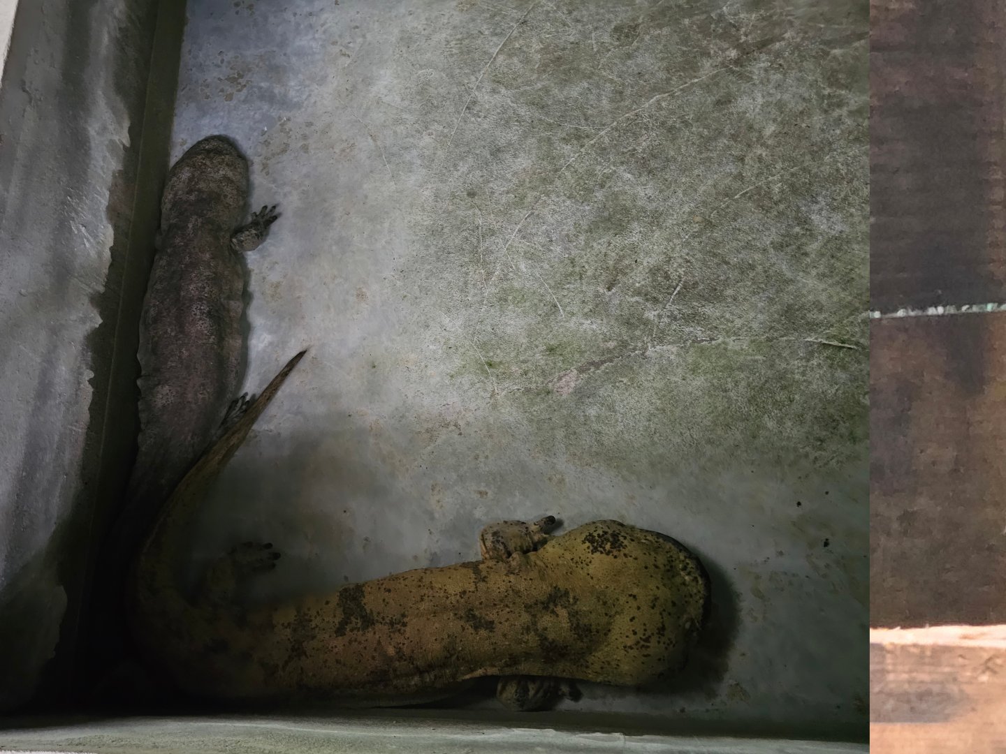 Chinese giant salamanders