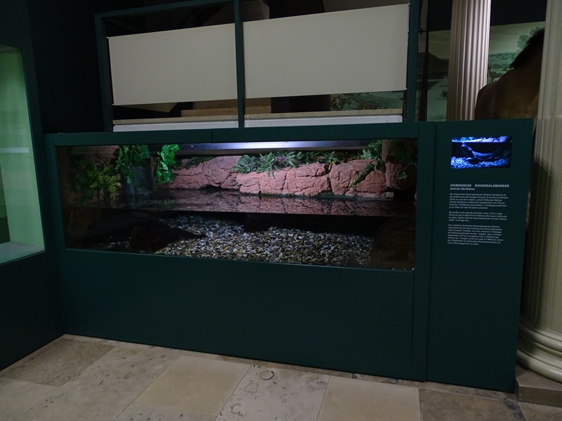 Chinese giant salmander tank