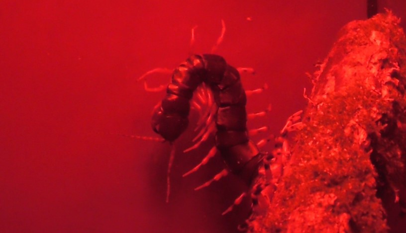 Chinese giant tiger leg centipede at BugzUK Parc