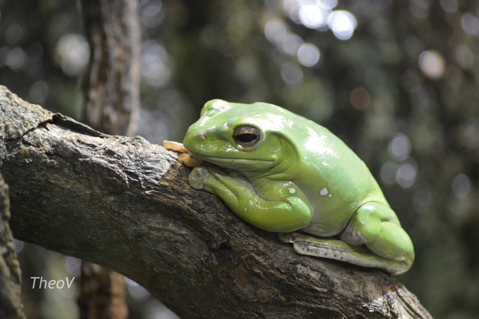 Chinese gliding frog [2017]