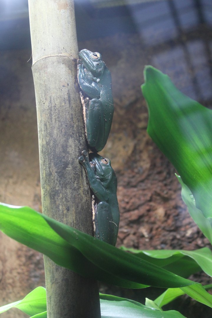 Chinese gliding Frog Chester zoo 11th February 2017