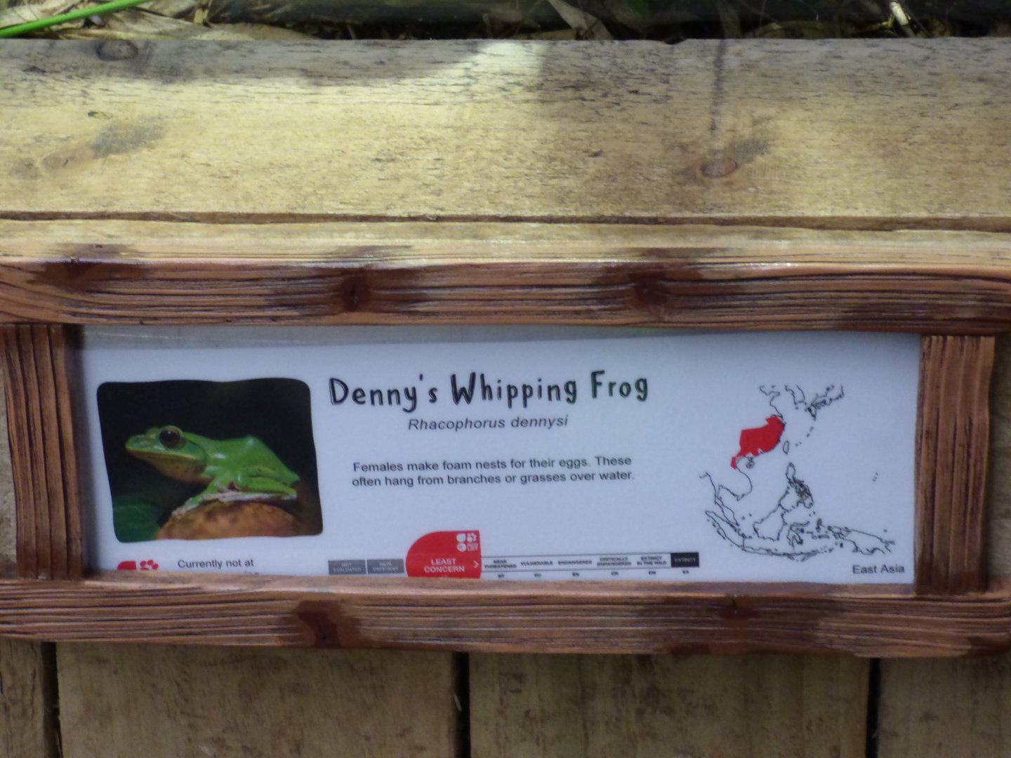 Chinese Gliding Frog Signage