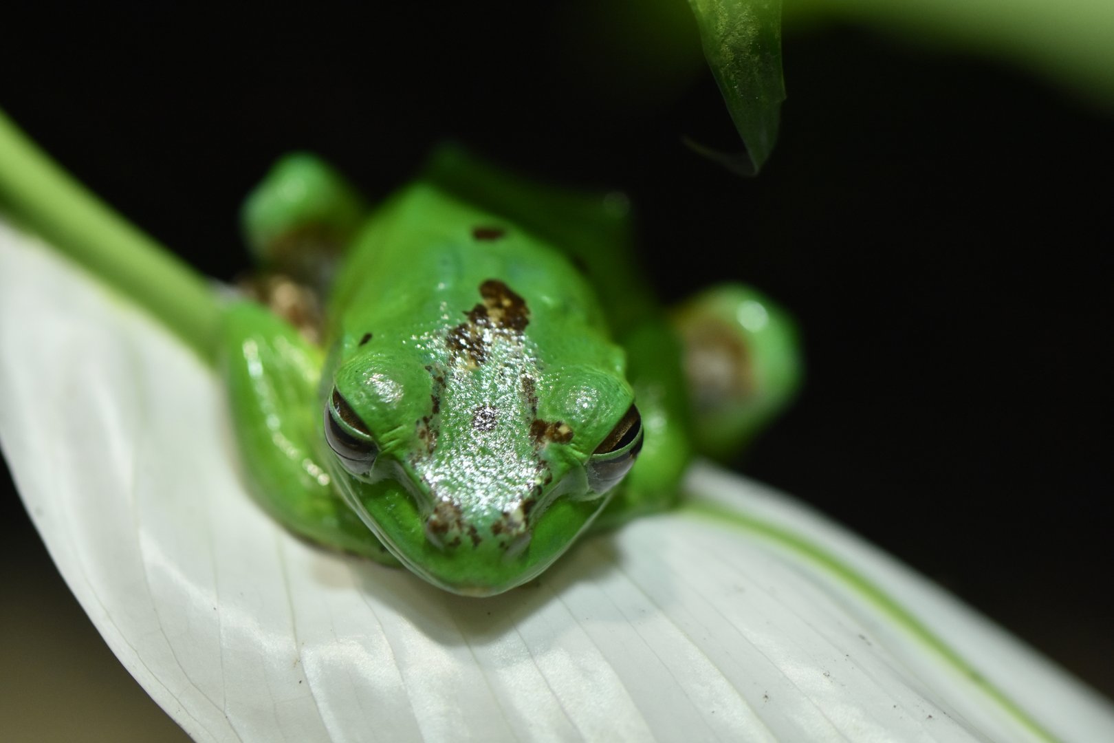 Chinese gliding frog (Zhangixalus dennysi)
