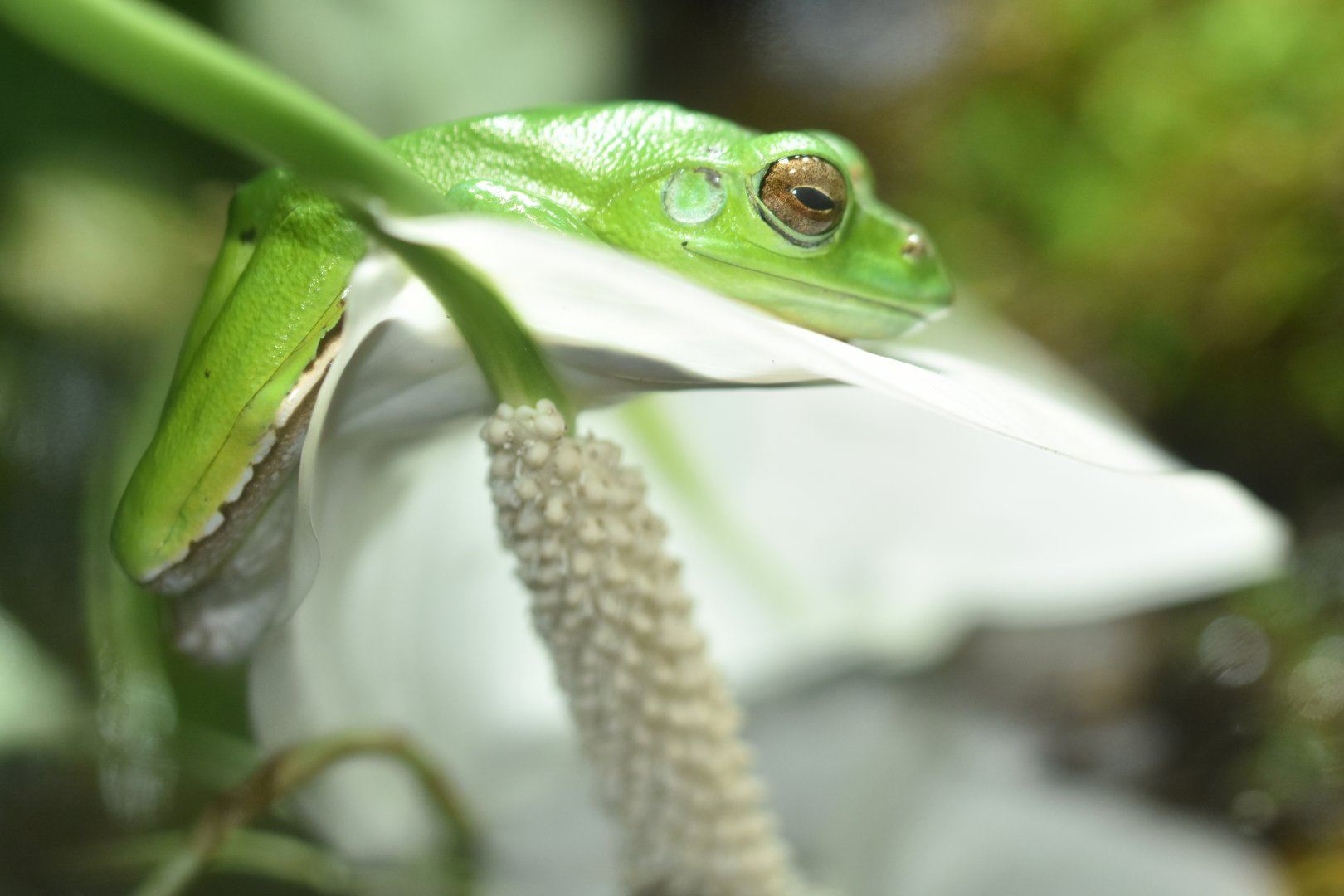 Chinese gliding frog (Zhangixalus dennysi)