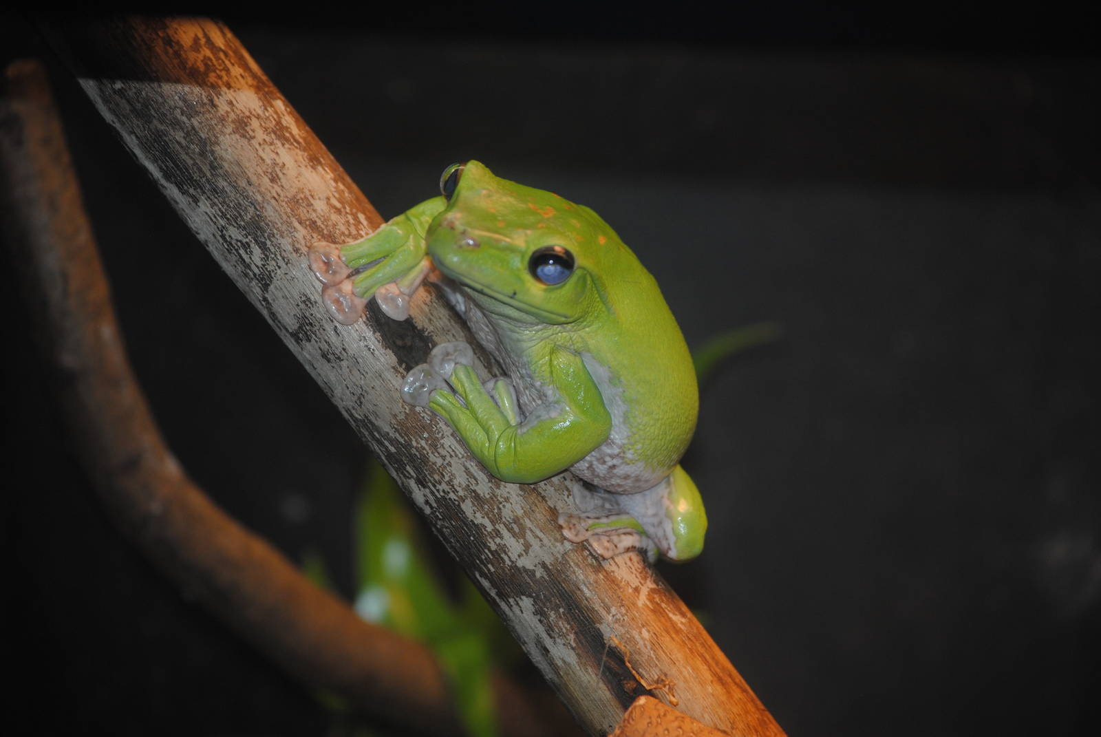 Chinese Gliding Frog