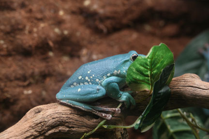 chinese gliding frog