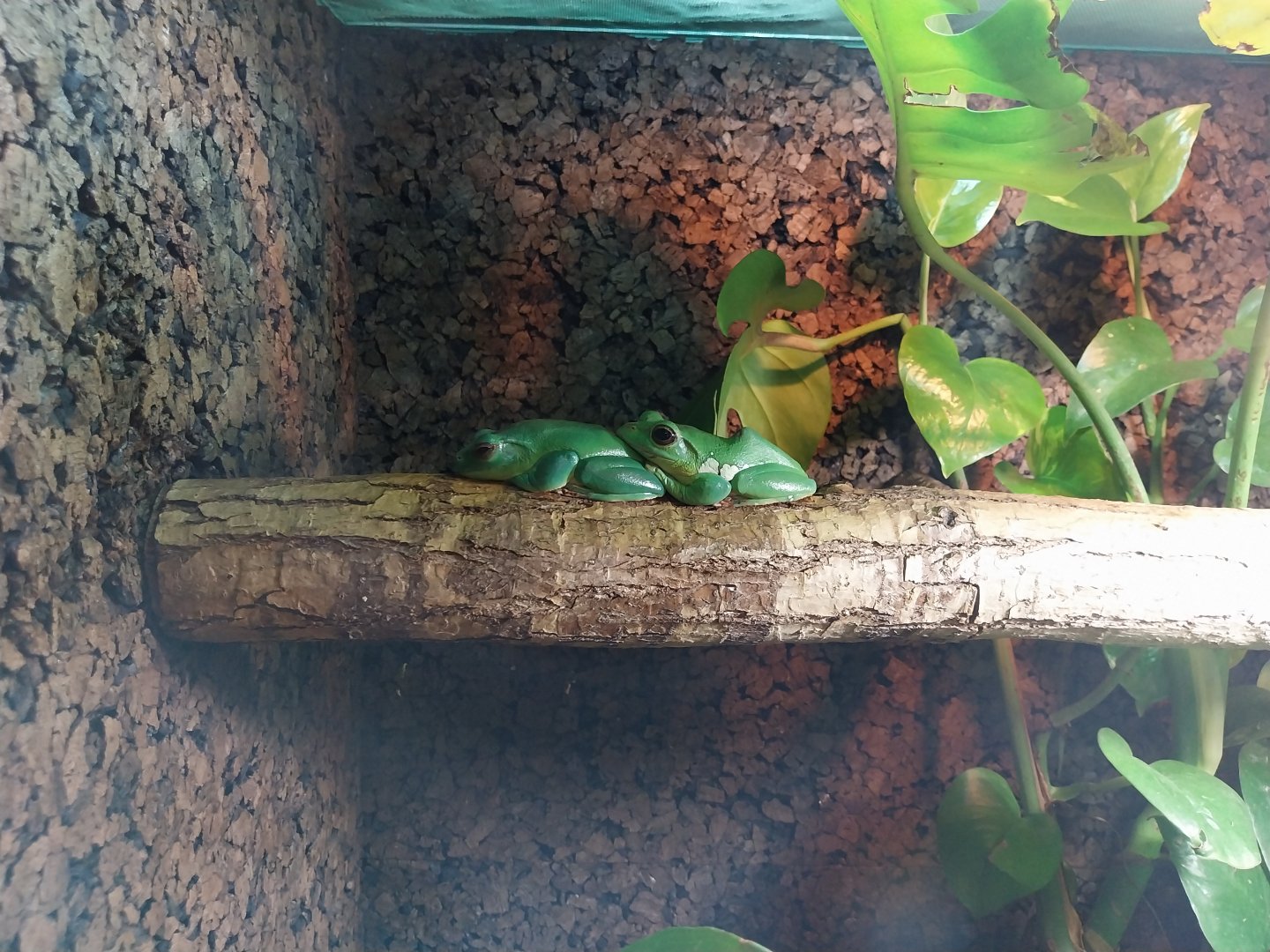 Chinese Gliding Tree-frog (Rhacophorus dennysi)