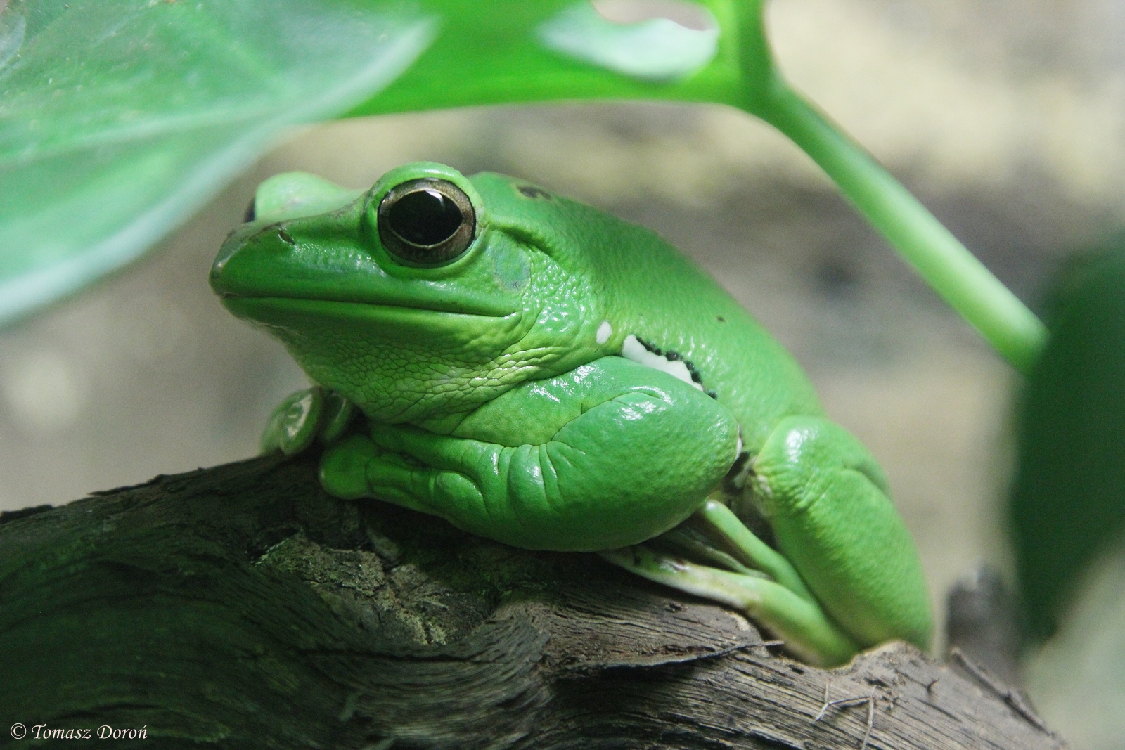 Chinese Gliding Tree Frog (Rhacophorus dennysii), 30. Dezember 2014 at Zoo