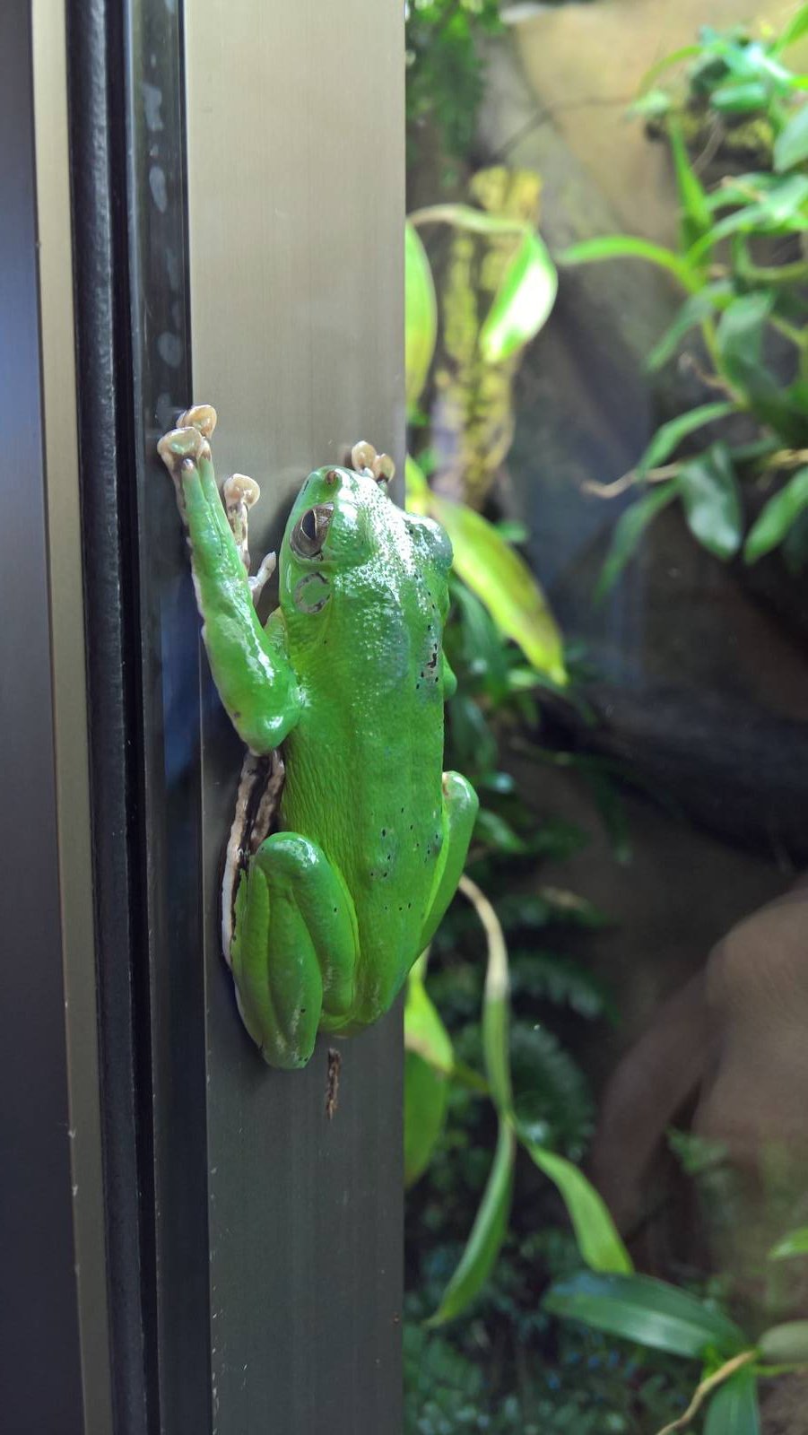 Chinese gliding tree frog