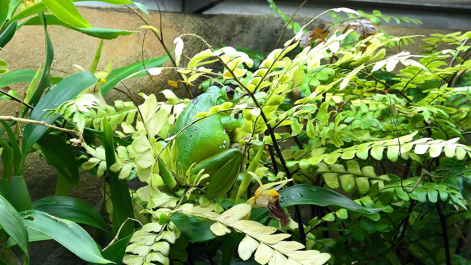 Chinese gliding tree frog