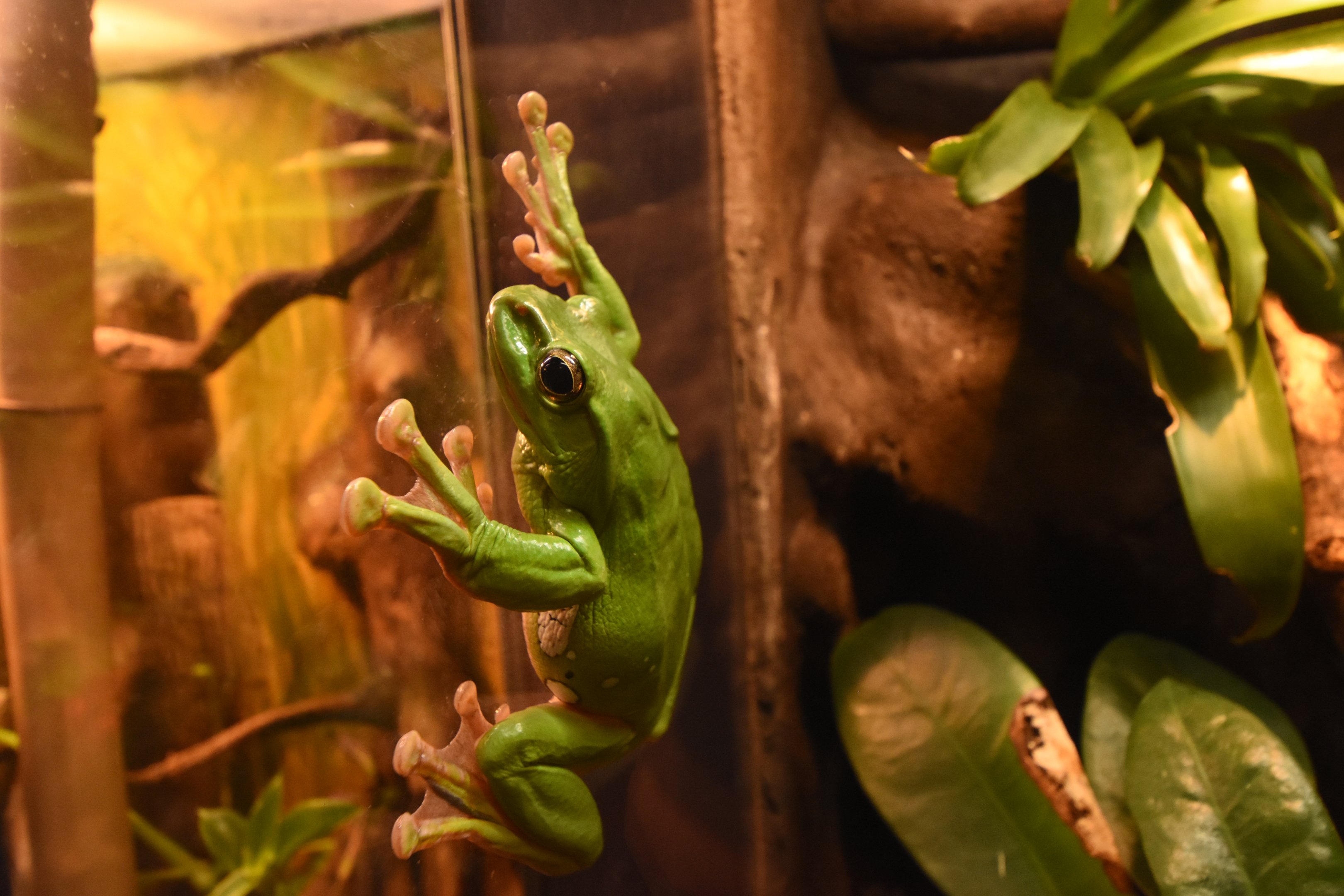 Chinese gliding tree frog