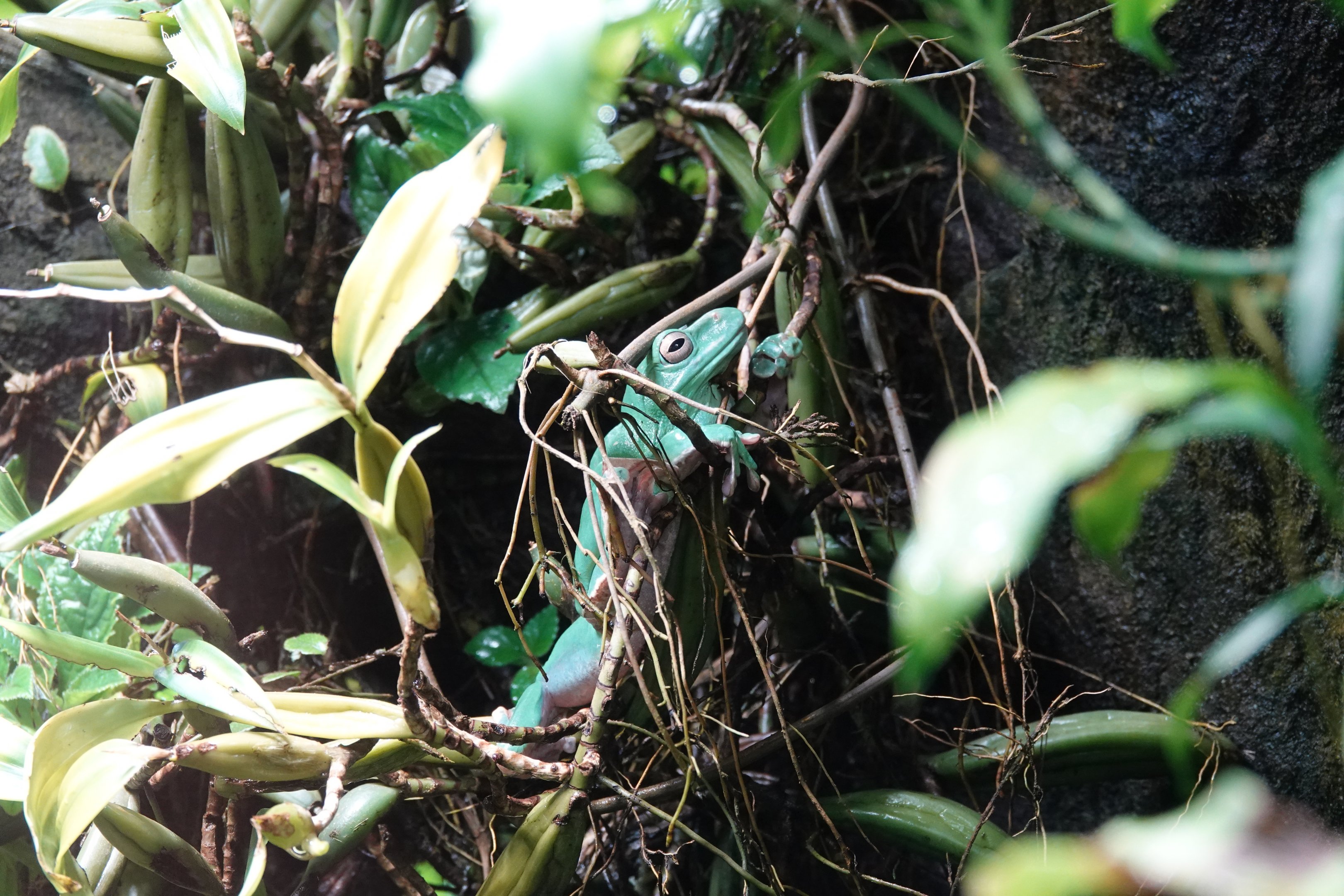 Chinese gliding tree frog