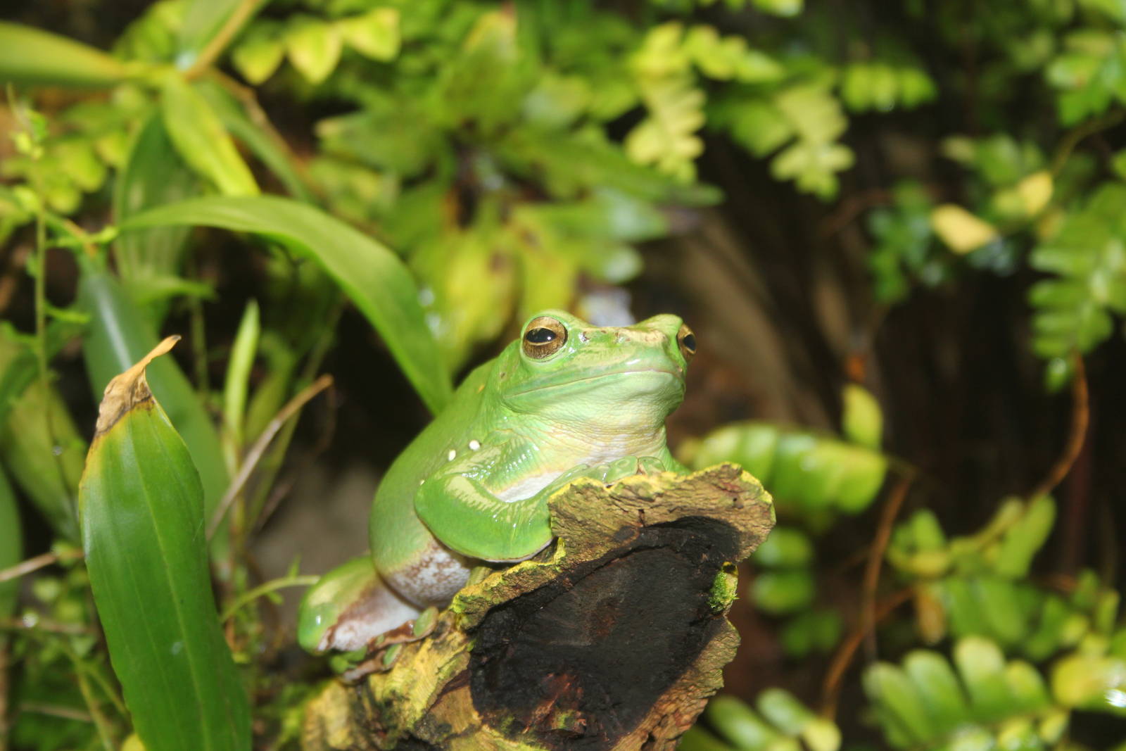Chinese gliding treefrog