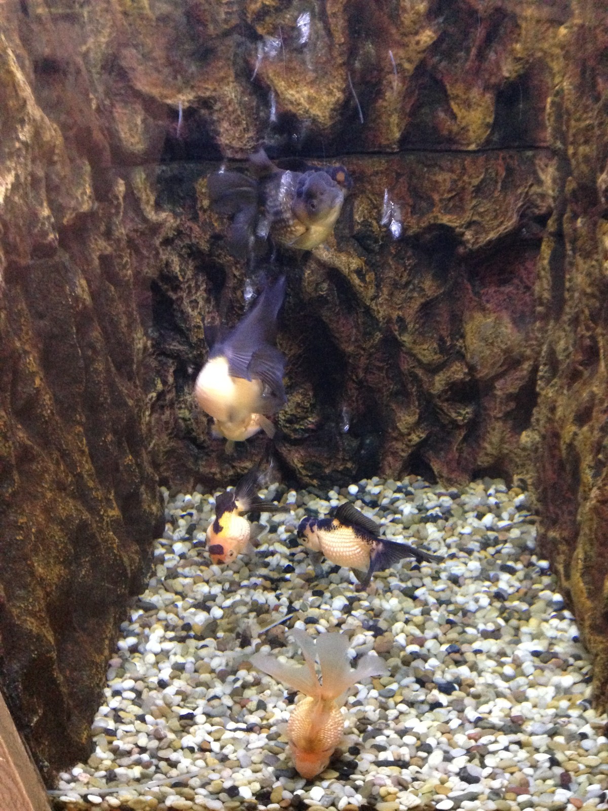 Chinese golden fishes exhibit