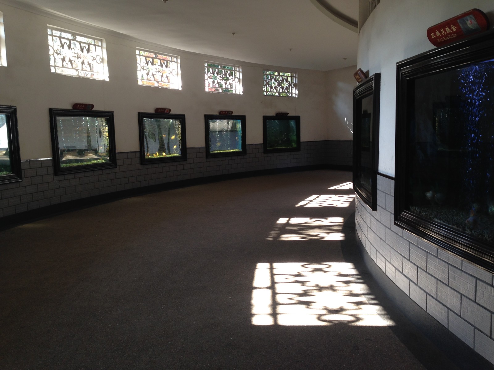 Chinese golden fishes exhibit