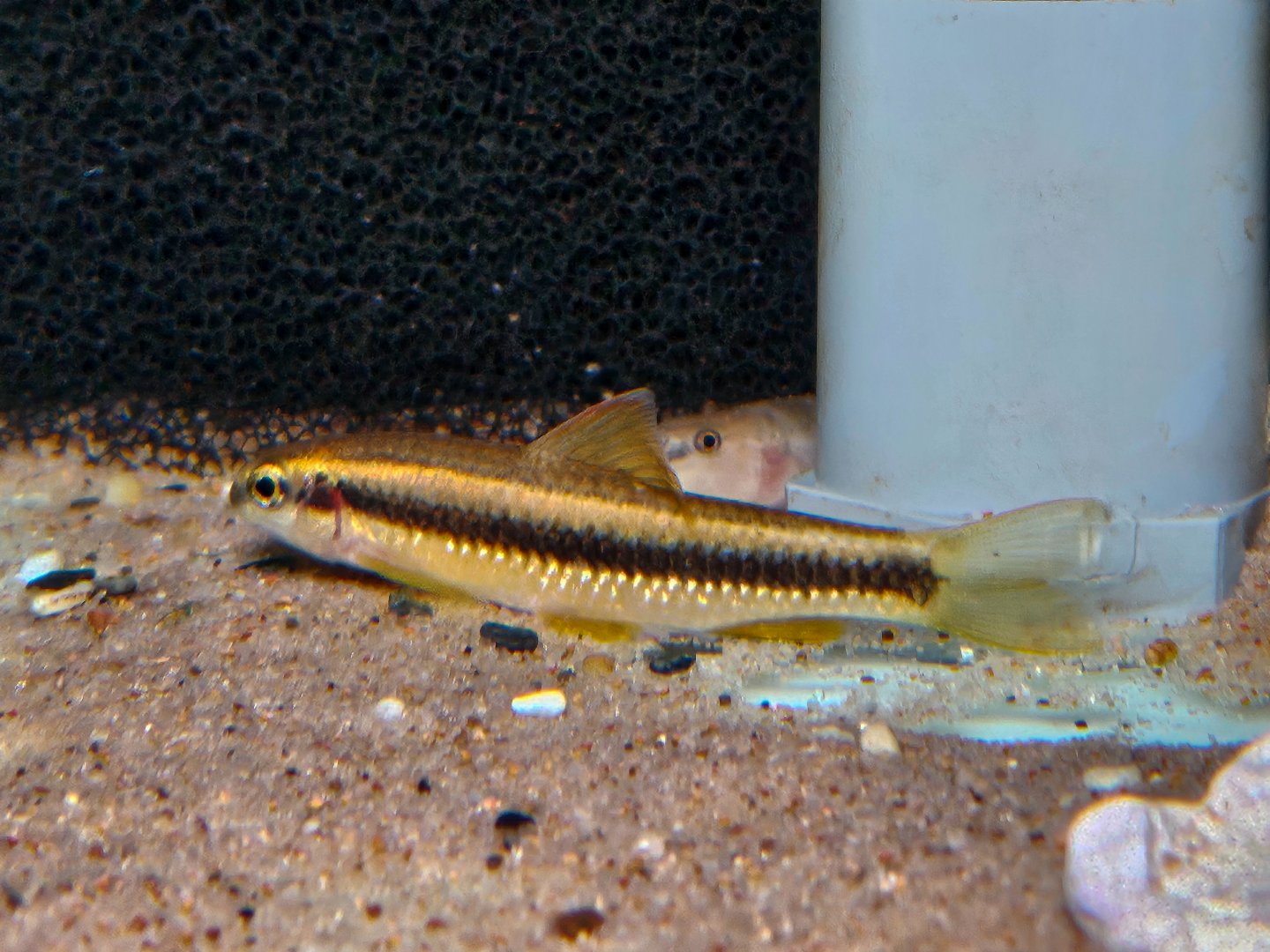 Chinese Golden Flying Fox (Sarcocheilichthys parvus)