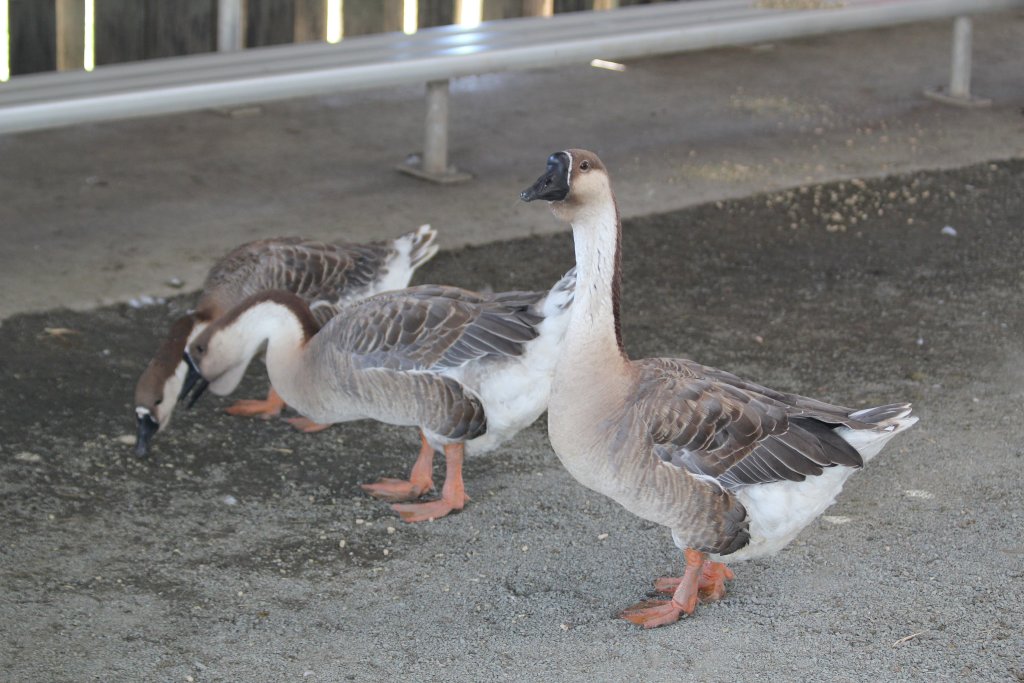 Chinese Goose (a.k.a. Swan Goose)
