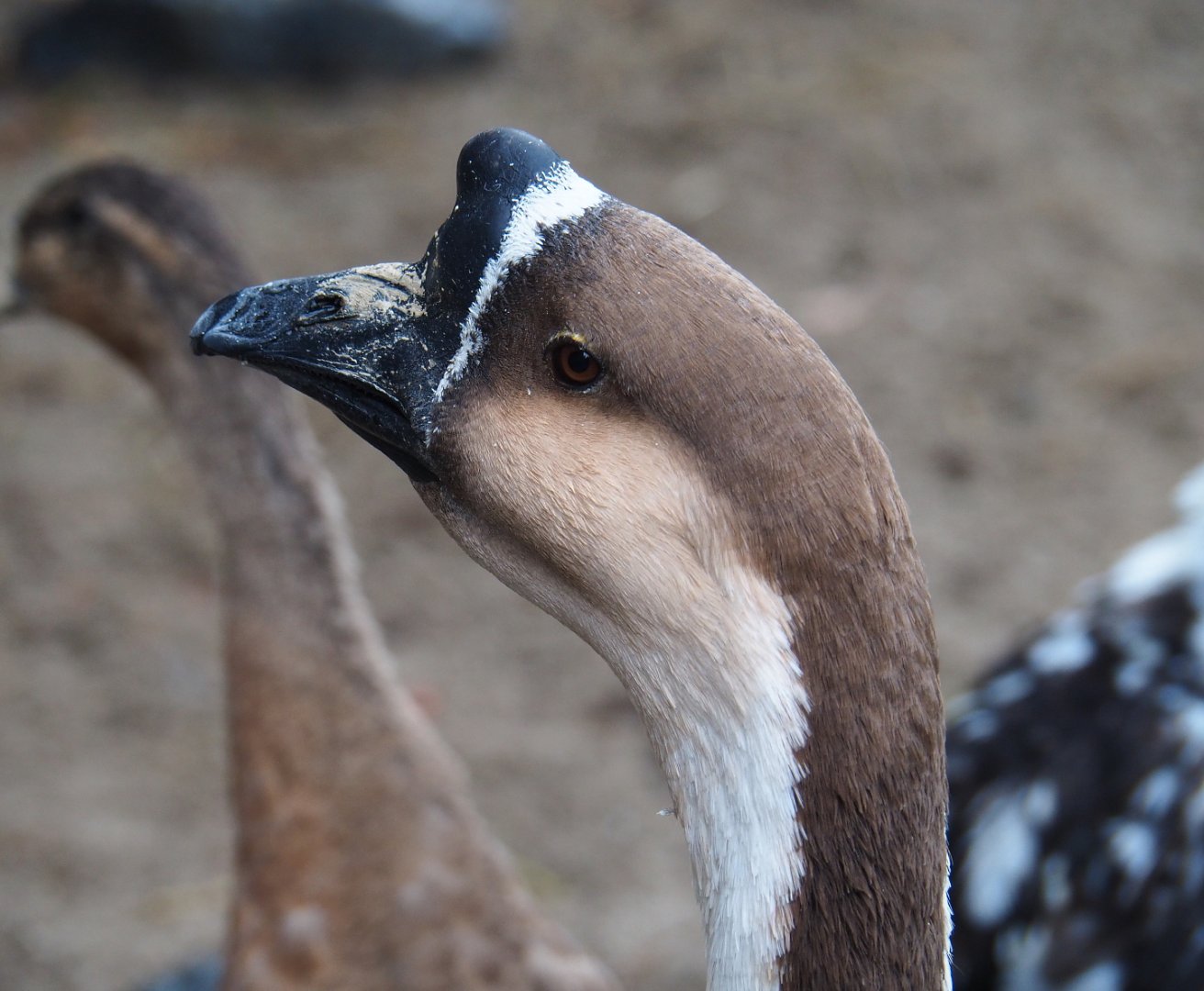 Chinese goose (Anser cygnoides domesticus), 2019-10-04