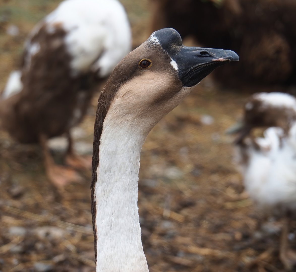 Chinese goose (Anser cygnoides domesticus), 2023-10-13