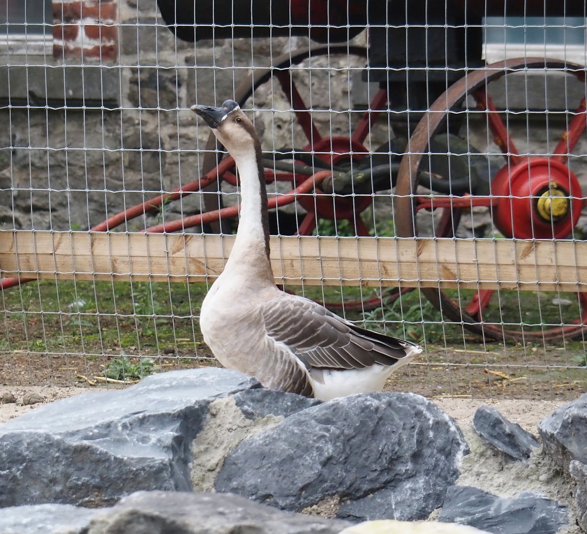 Chinese goose (Anser cygnoides domesticus), 2024-09-17