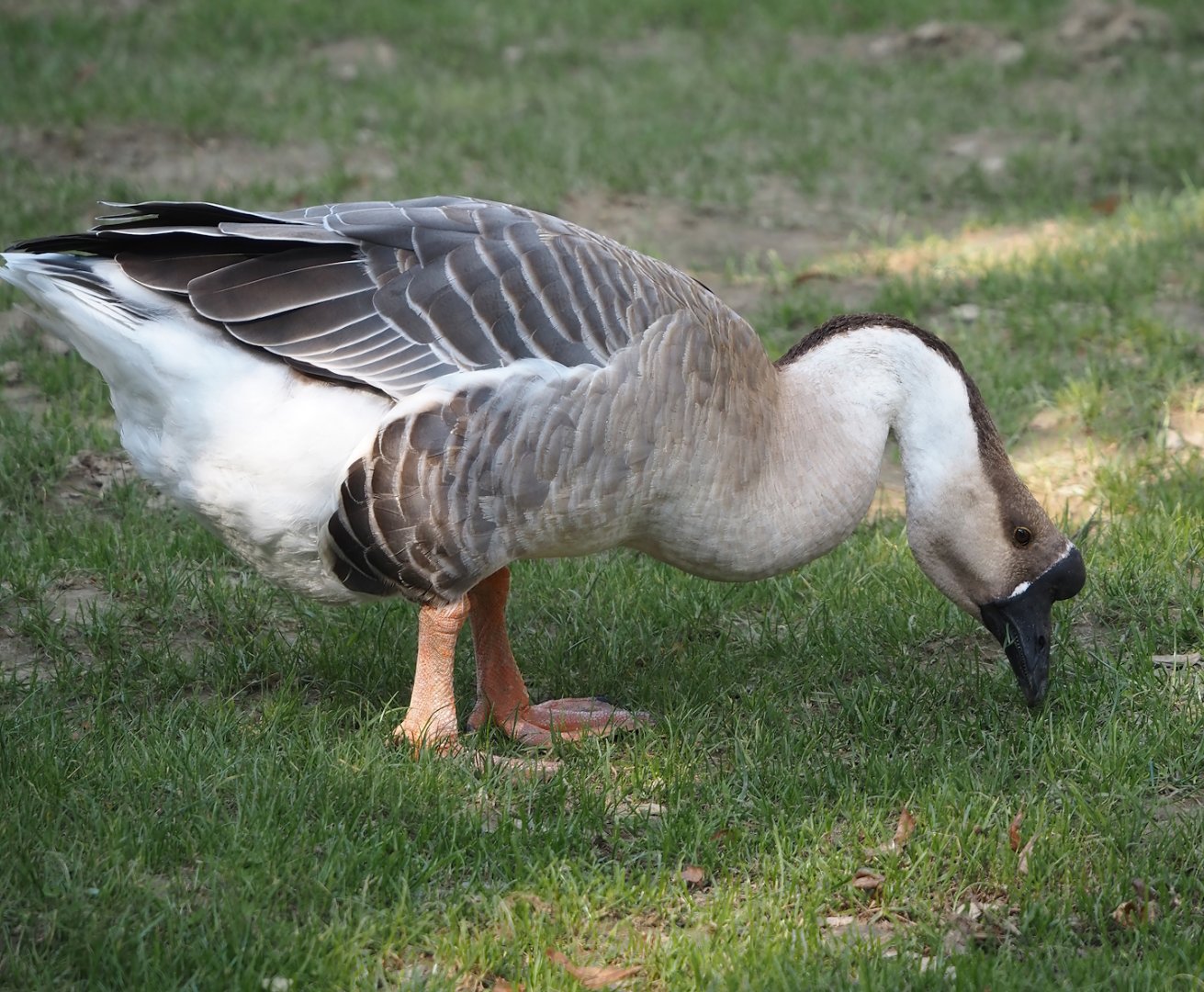 Chinese goose (Anser cygnoides domesticus), 2024-09-17