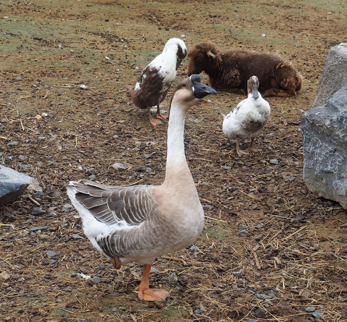 Chinese goose (Anser cygnoides domesticus) and Domestic ducks (Anas platyrhynchos domesticus), 2023-10-13