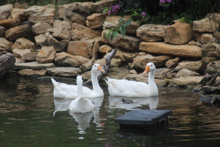 Chinese goose (Anser cygnoides domesticus)